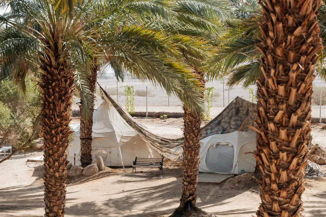 The sleeping tents among the palms, open desert behind